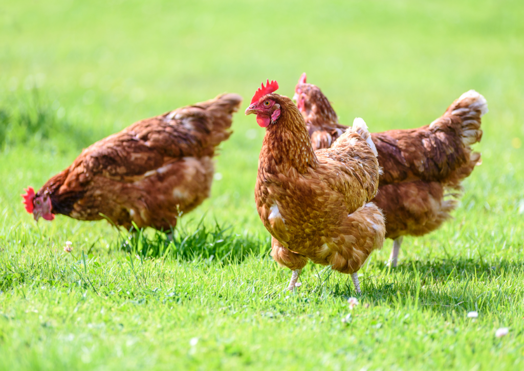 3 kippen die buitenlopen in het gras