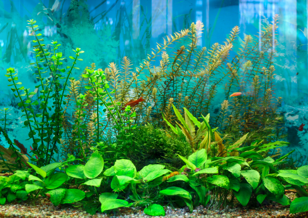 Felgekleurde vissen in een aquarium met planten