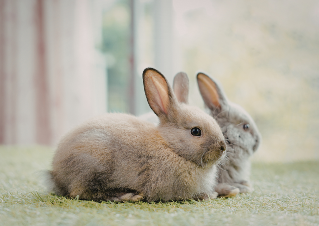 2 schattige babykonijntjes