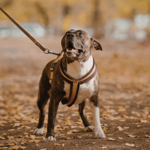 Alles wat je nodig hebt om jouw hond gelukkig te maken